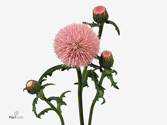 Pink Cirsium