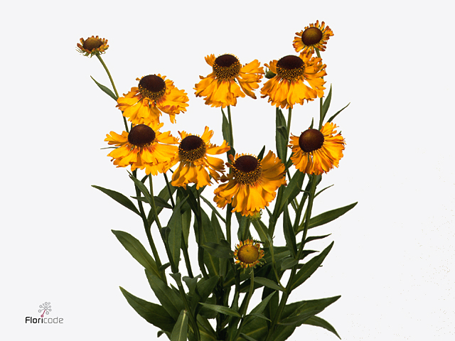 Yellow Helenium