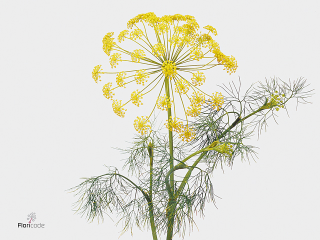 Yellow Dill