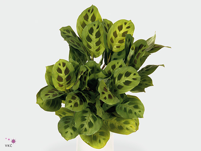 Maranta