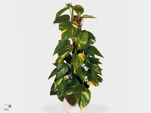Epipremnum