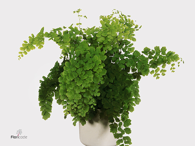 Adiantum