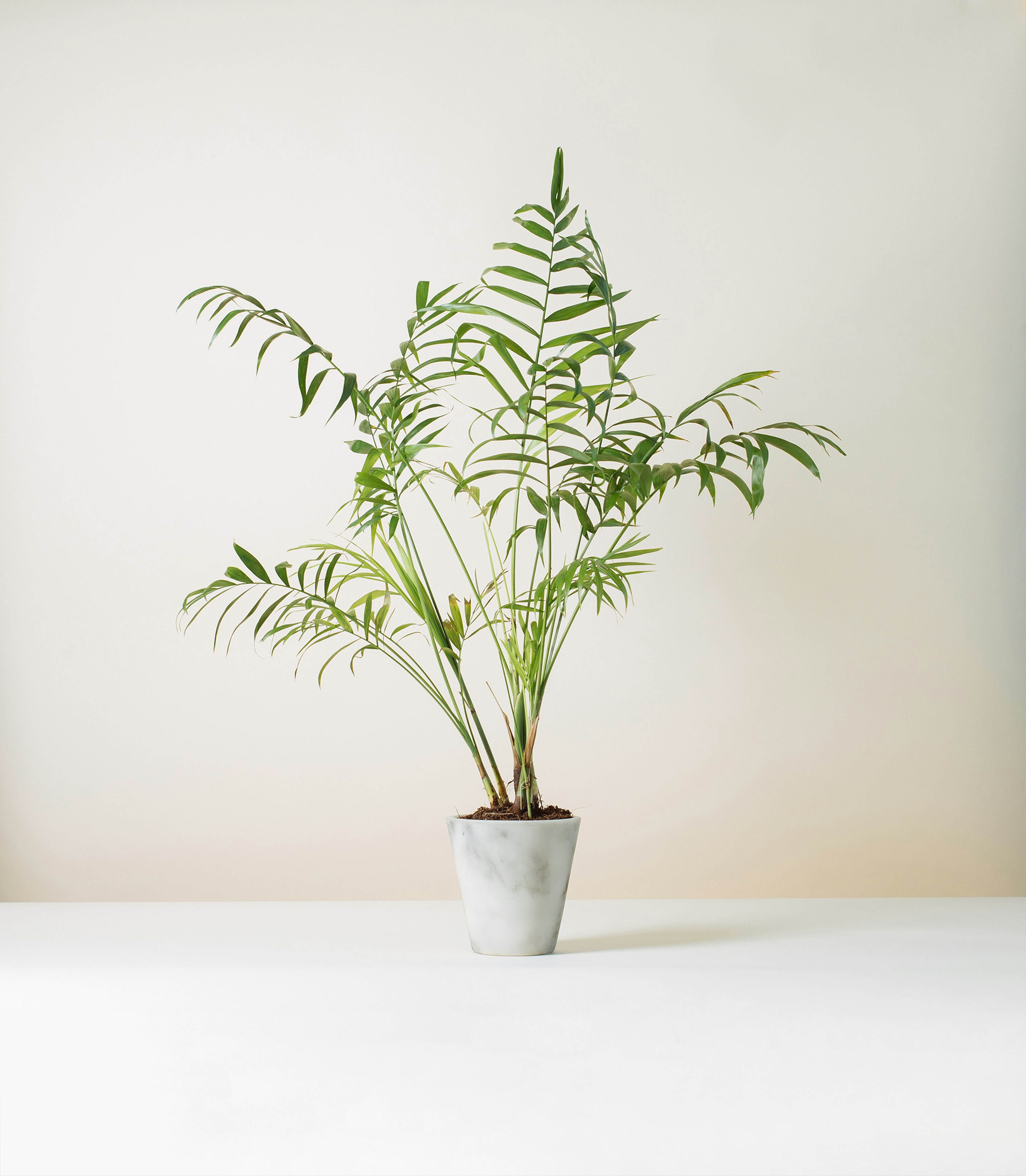 How to revive your plants before it’s too late!