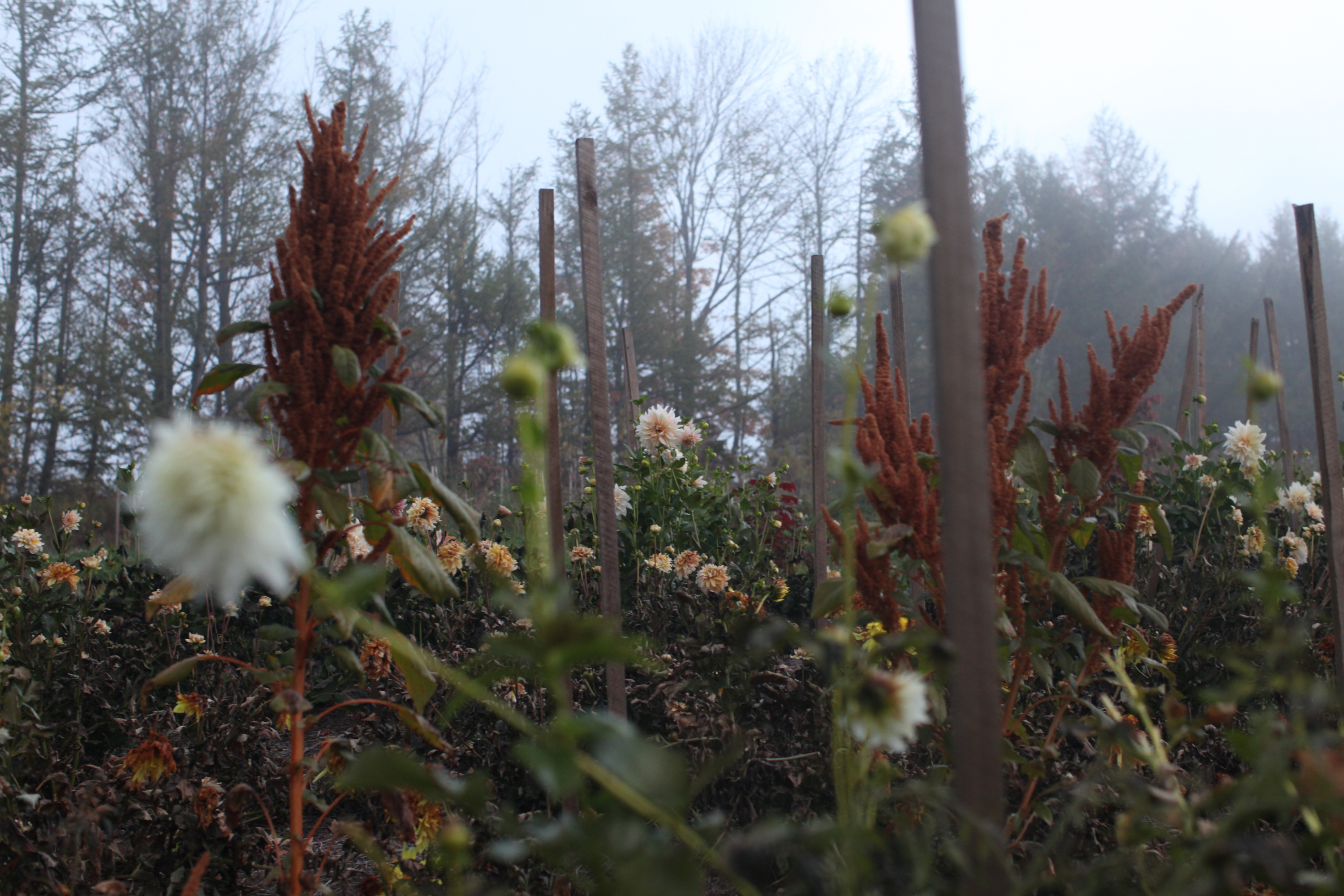 12 sustainable flower farms we’re working with worldwide