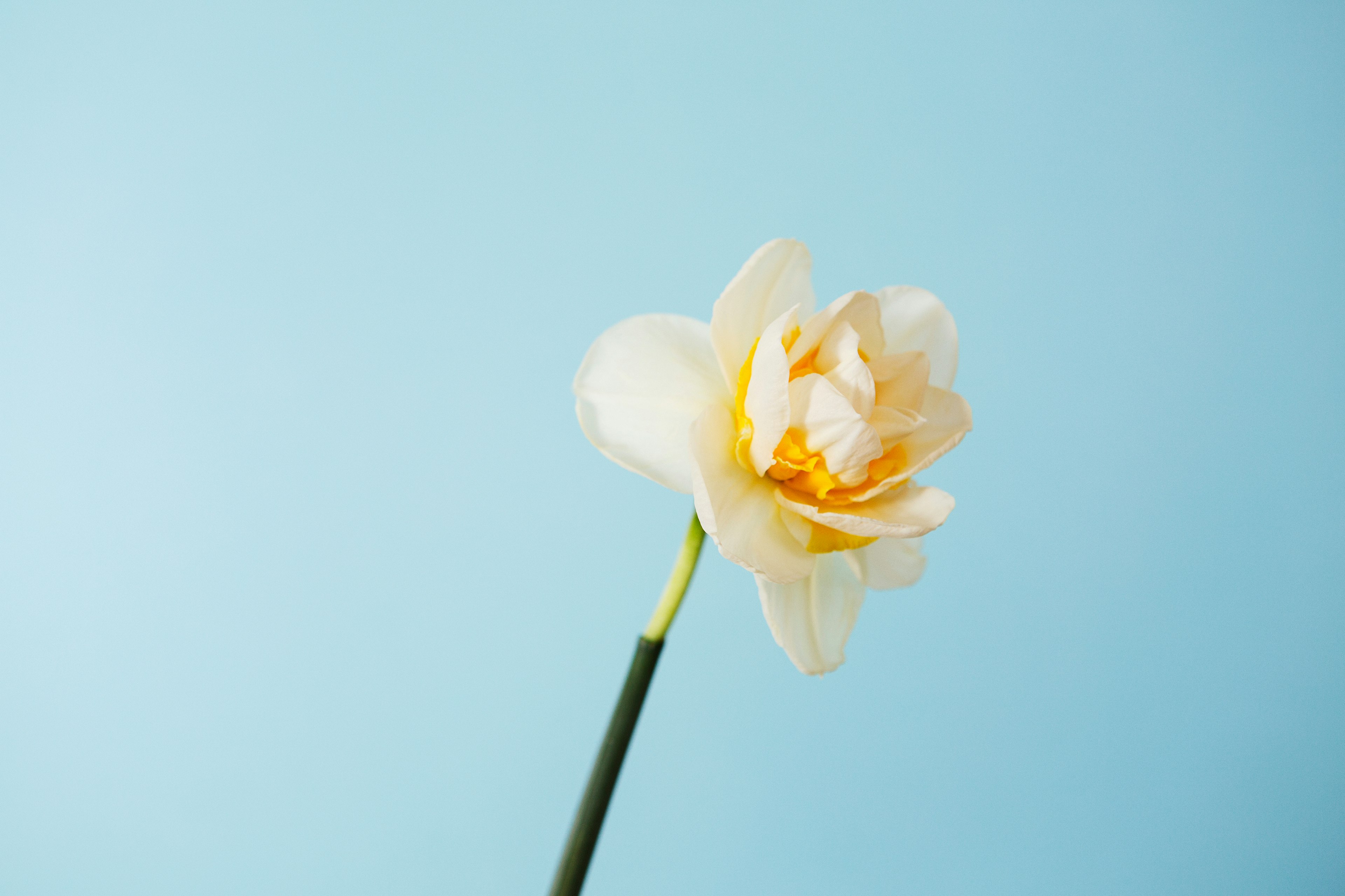 March Birth Flowers Meaning: Daffodil
