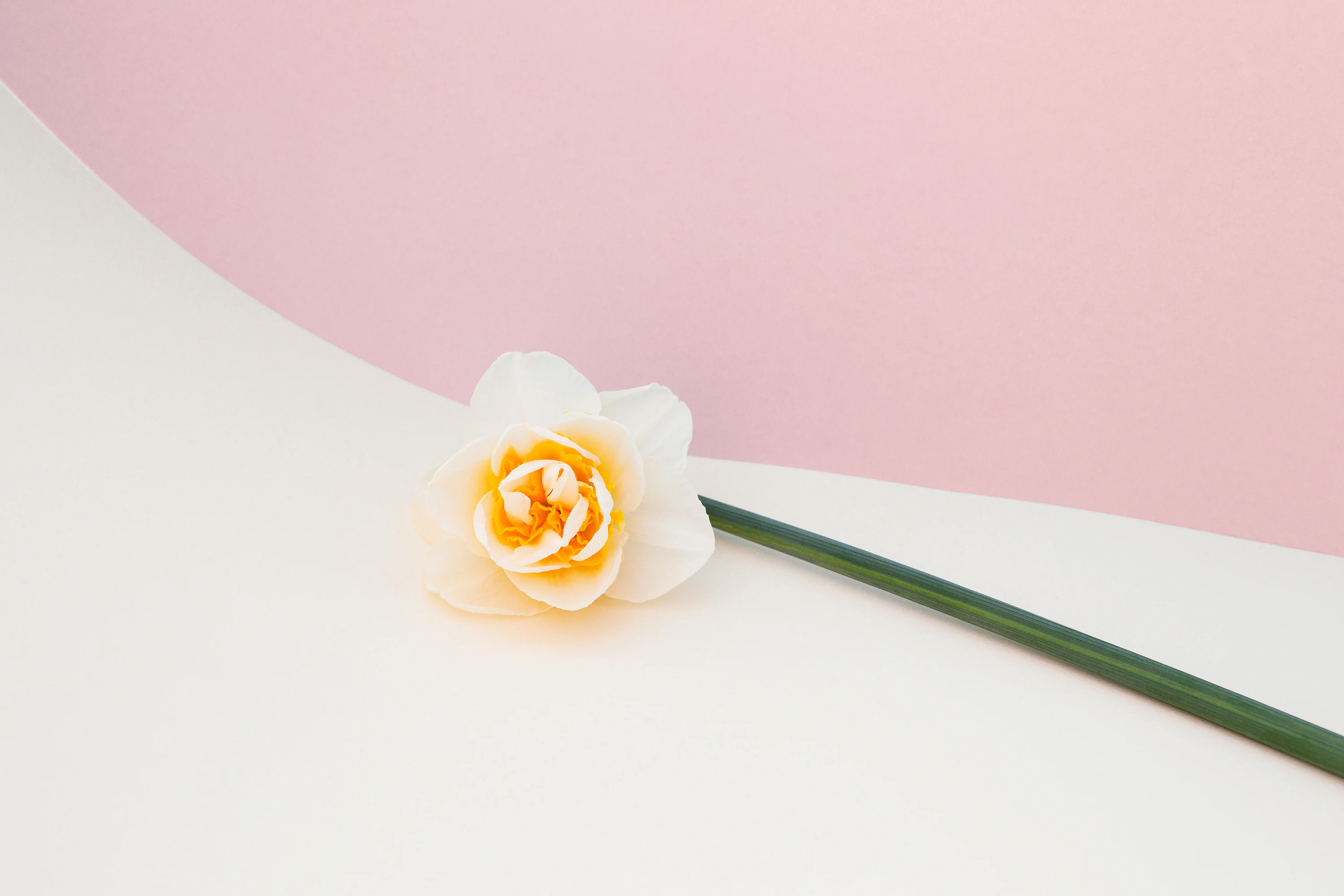 Bread and Roses