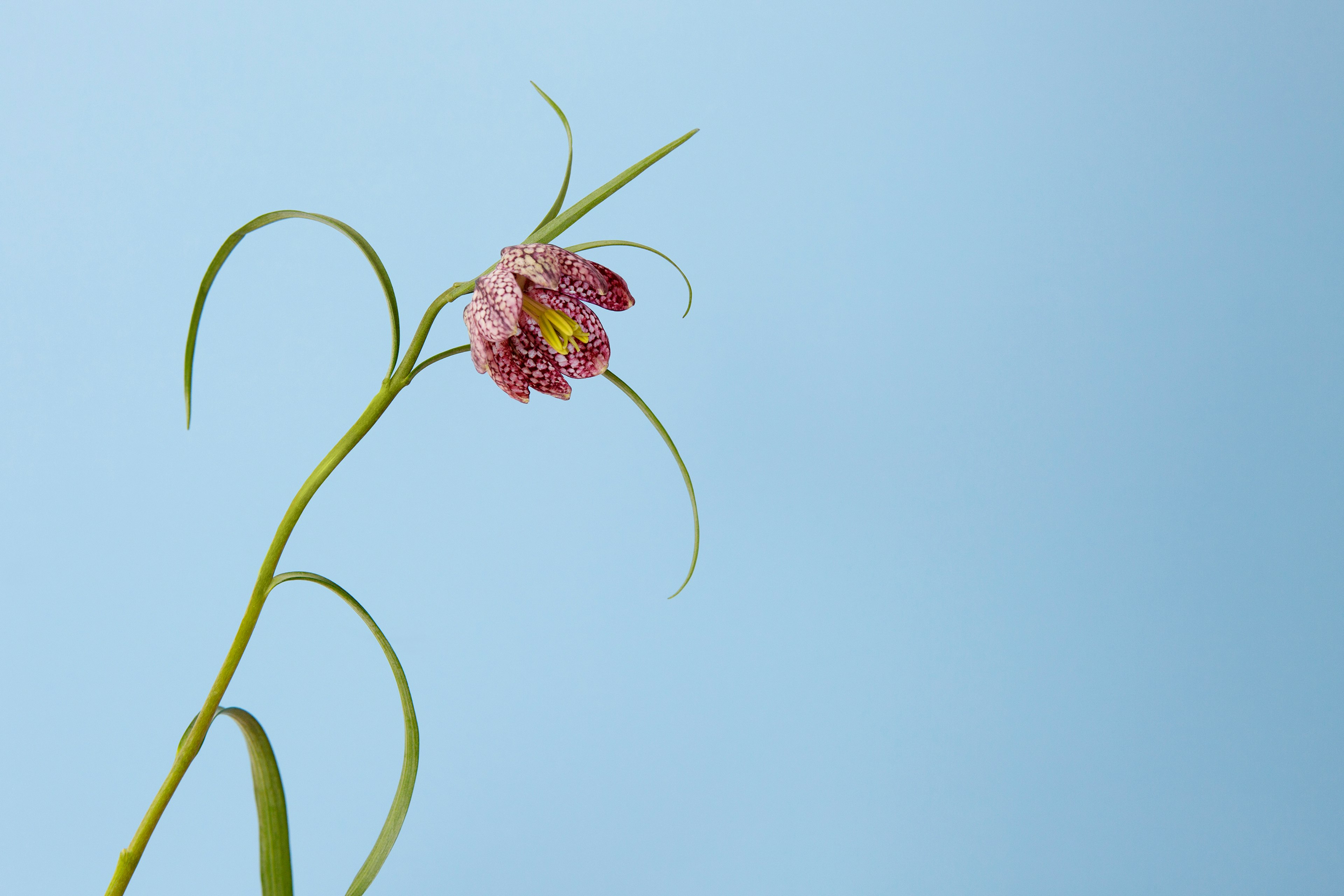 Arts and crafts with withering flowers