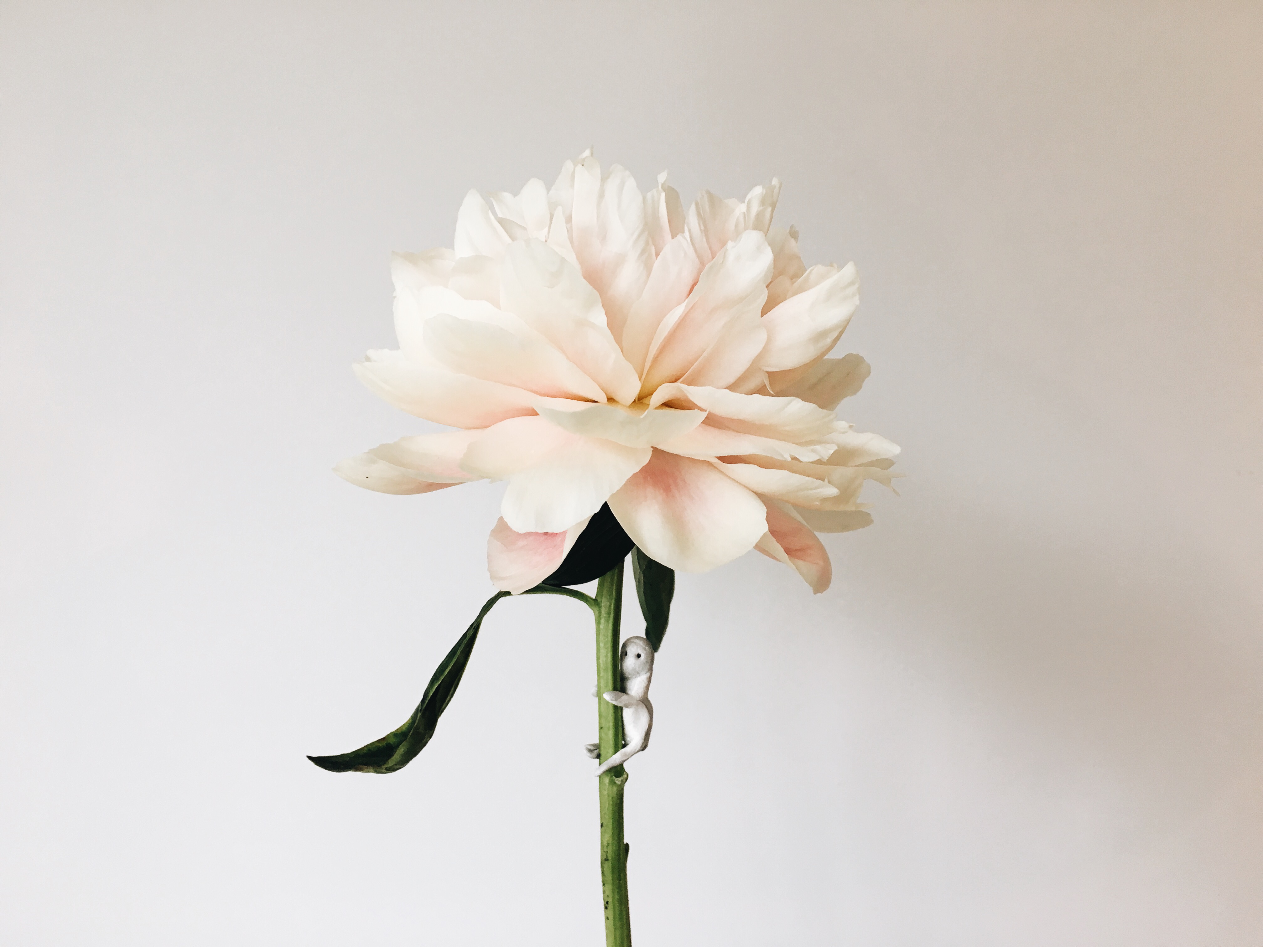 Cream of the Crop Flowers