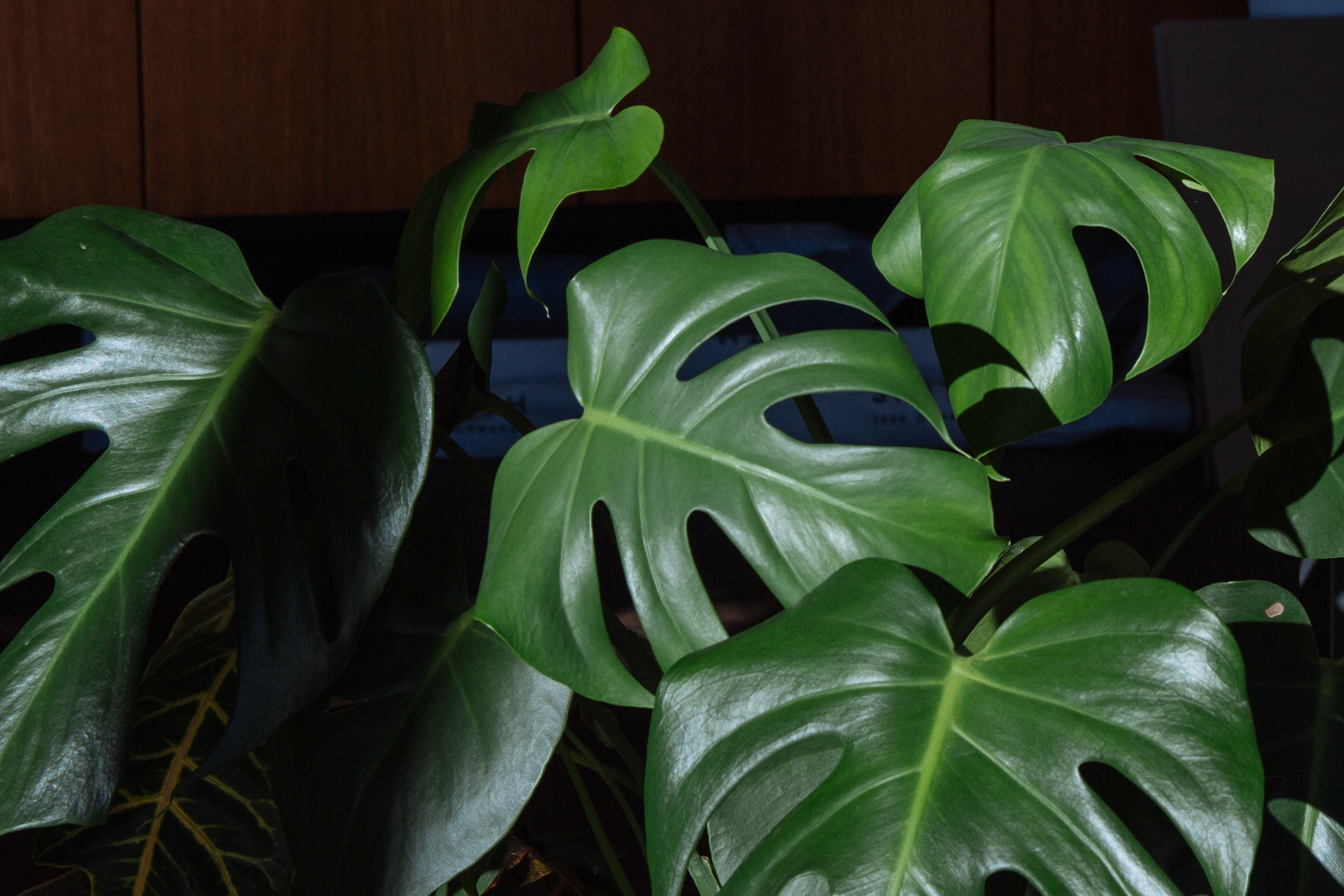 Top 5 'green-spirational' insta accounts