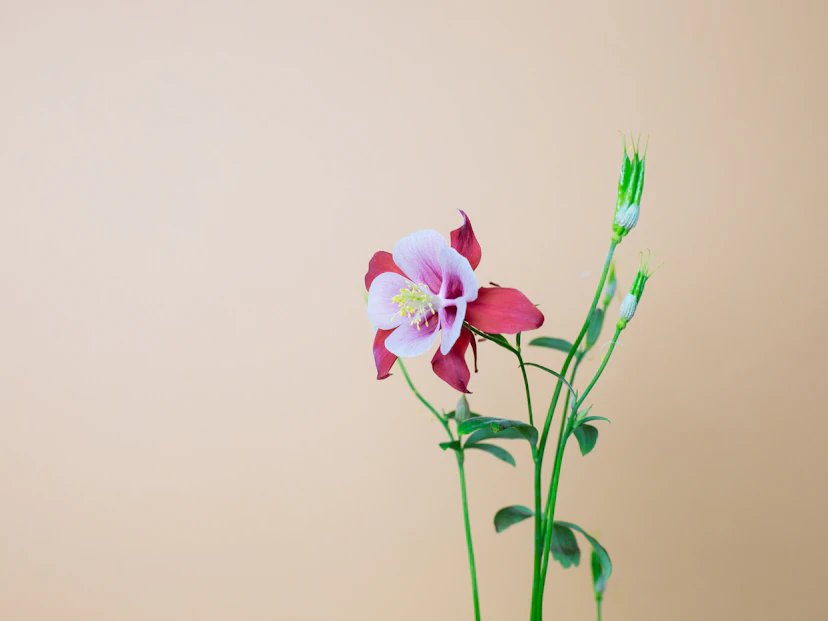Aquilegia