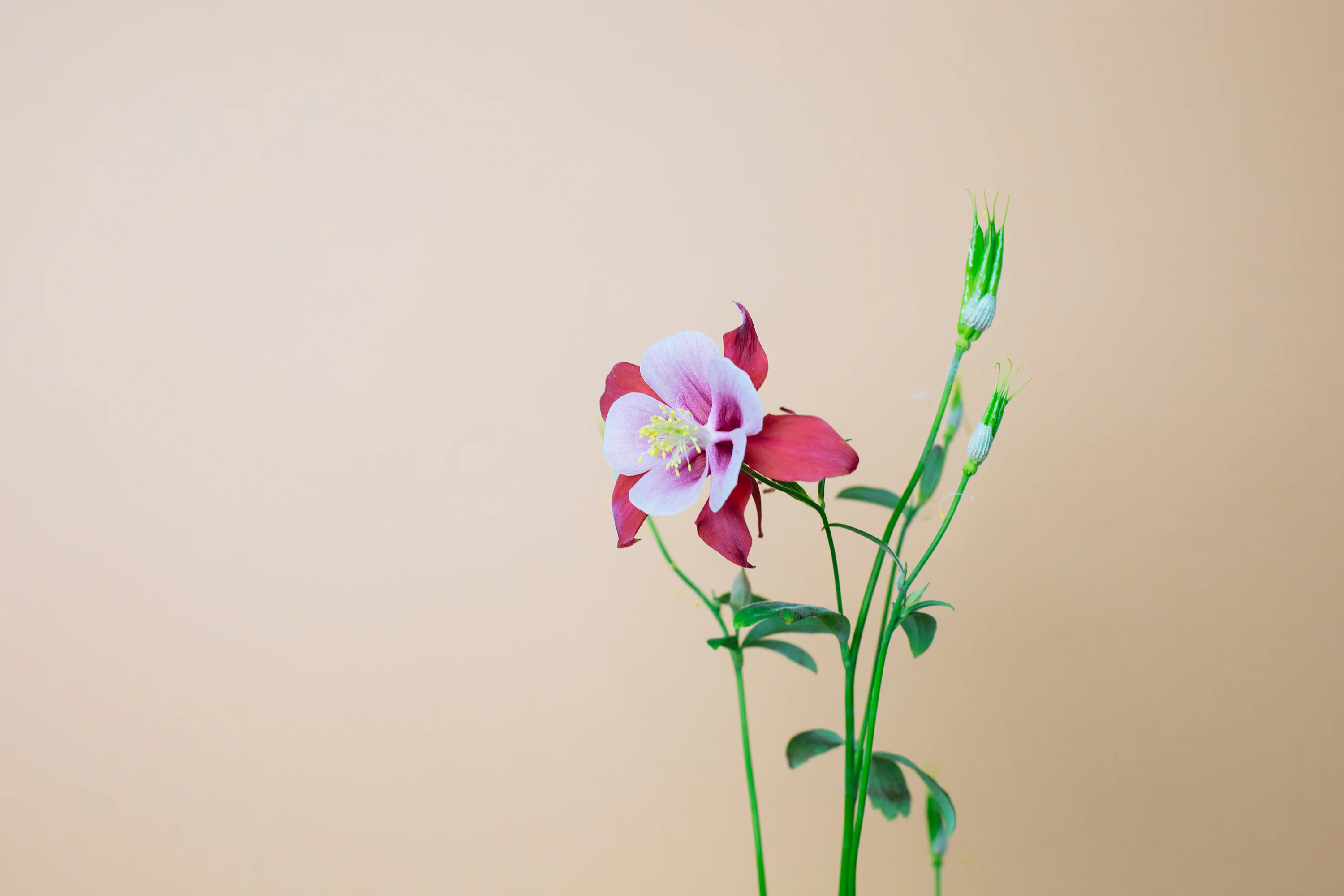 Aquilegia