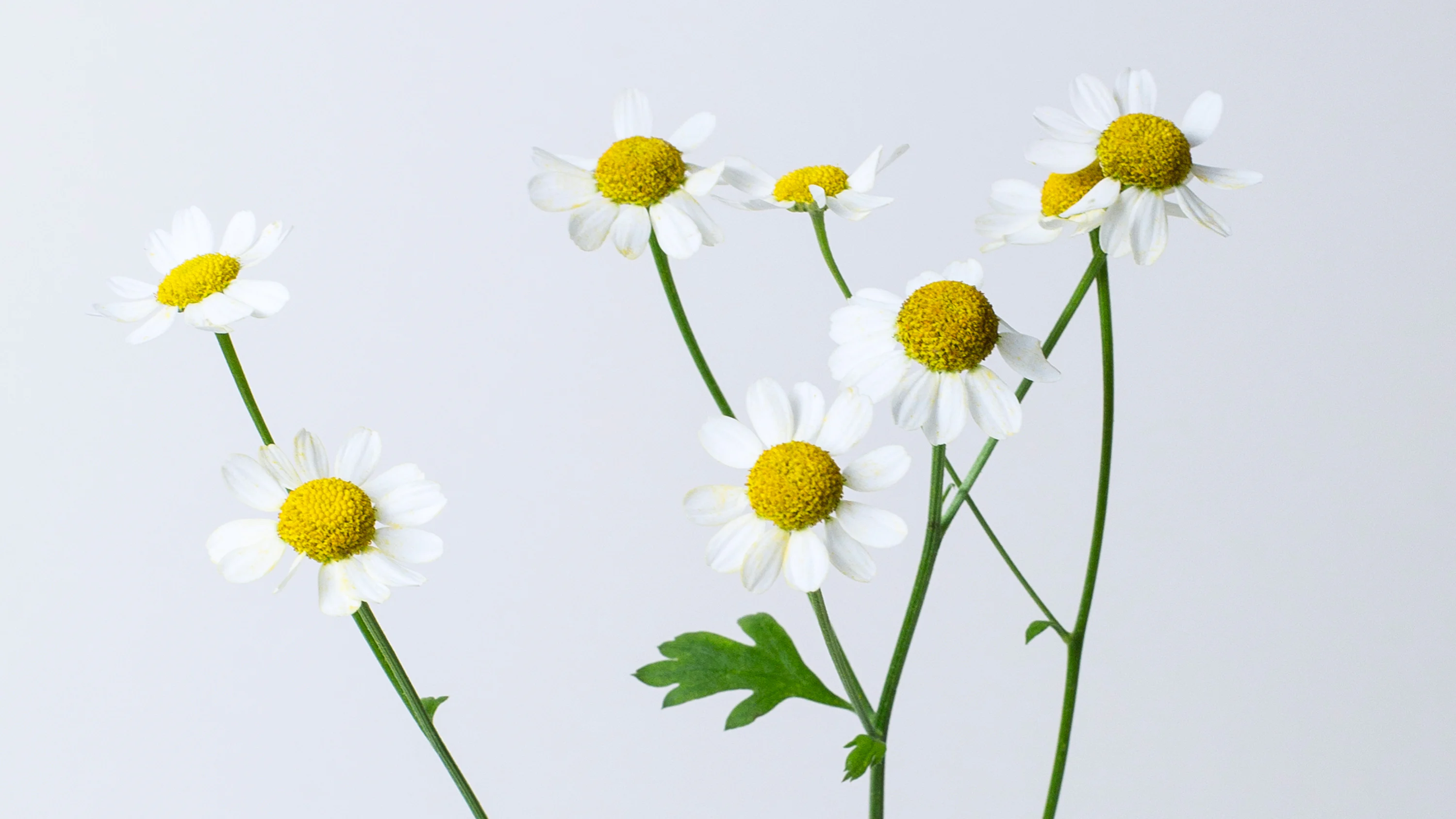 Daisy