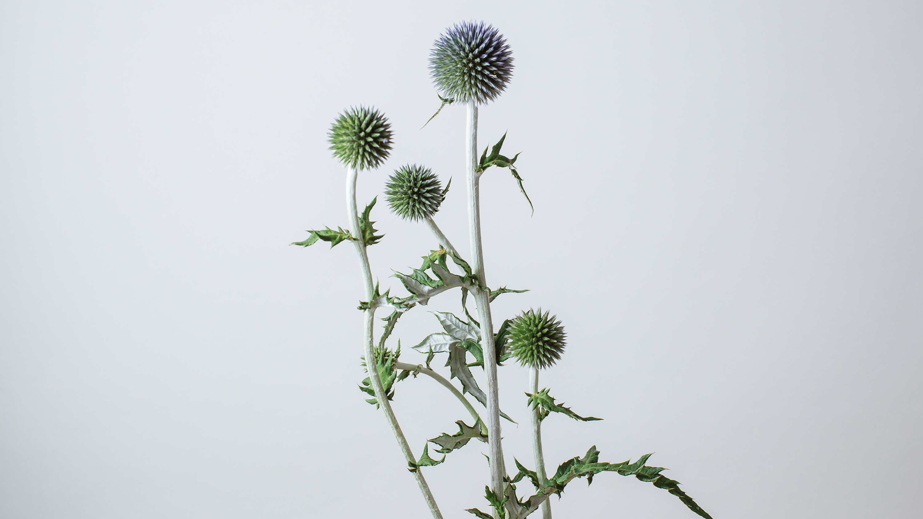 Echinops