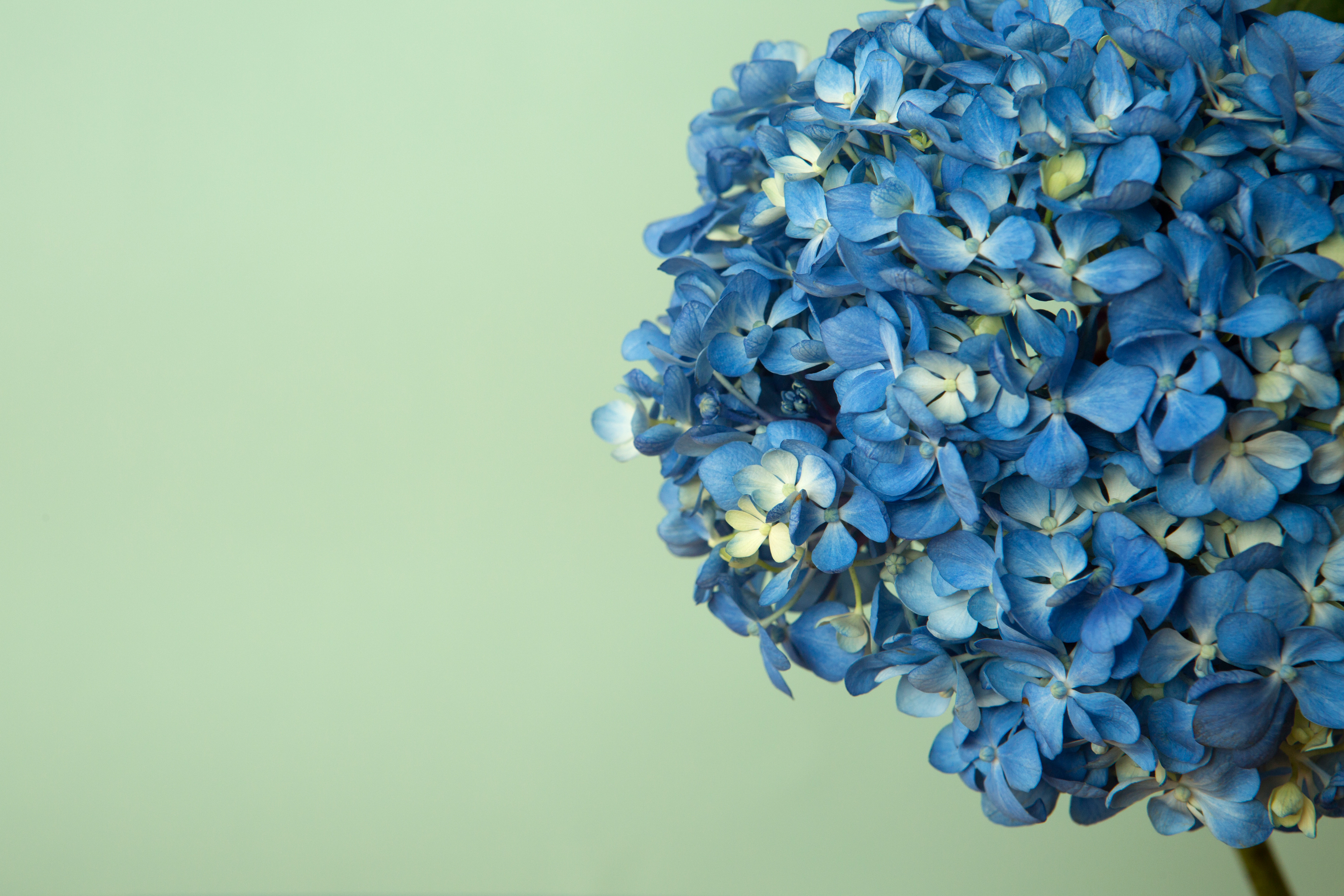 Hydrangea