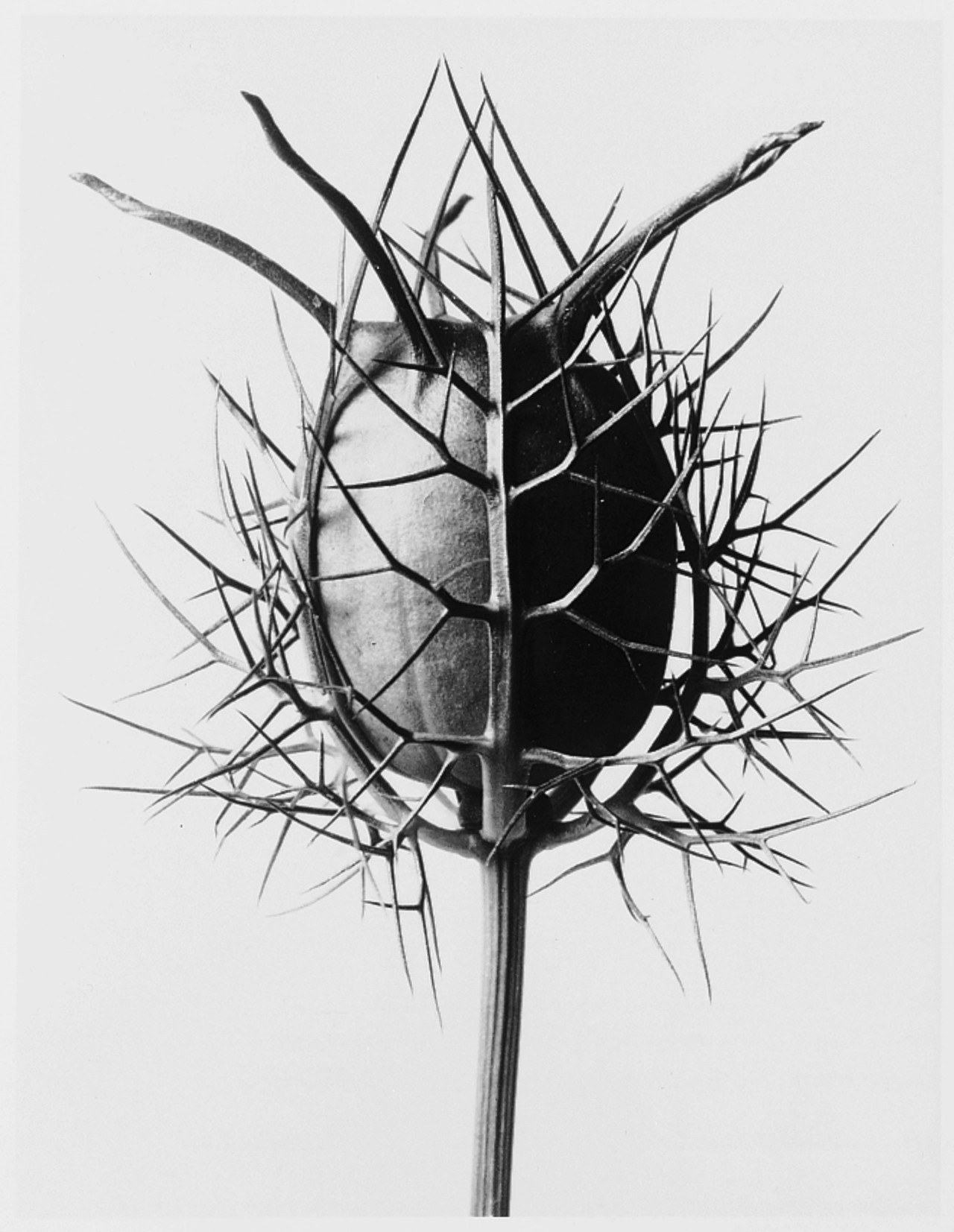 The nature photography of Karl Blossfeldt and the Loewe perfume he inspired