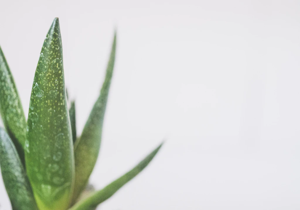 Aloe vera plant