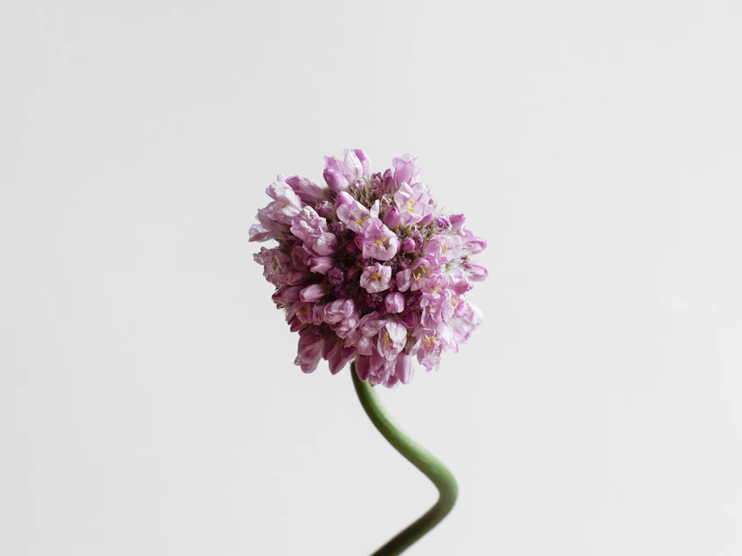 Chive Flower