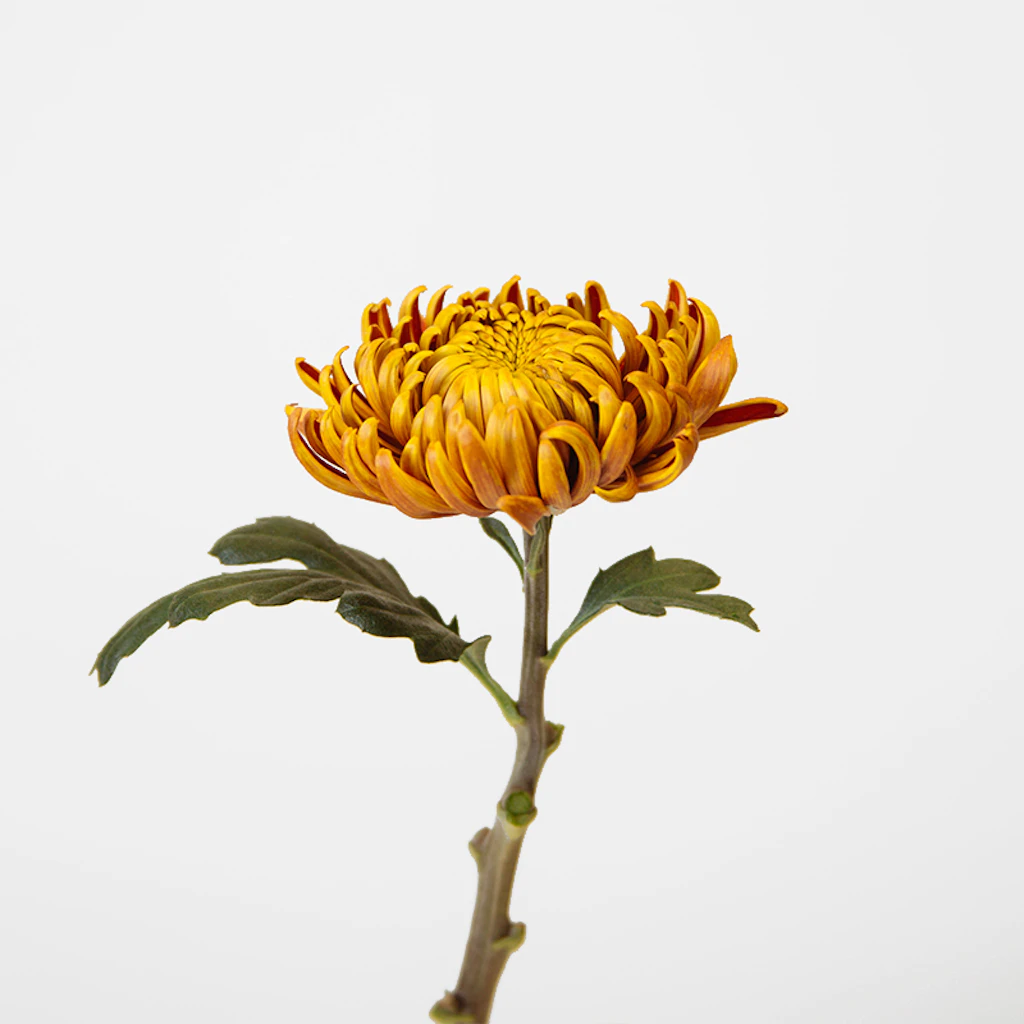 Chrysanthemums