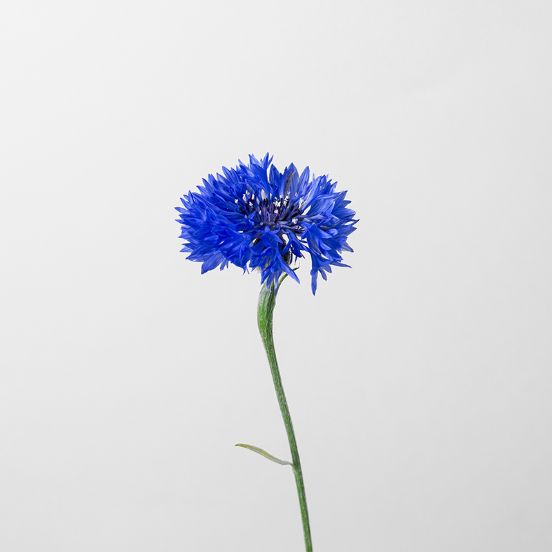 Cornflower
