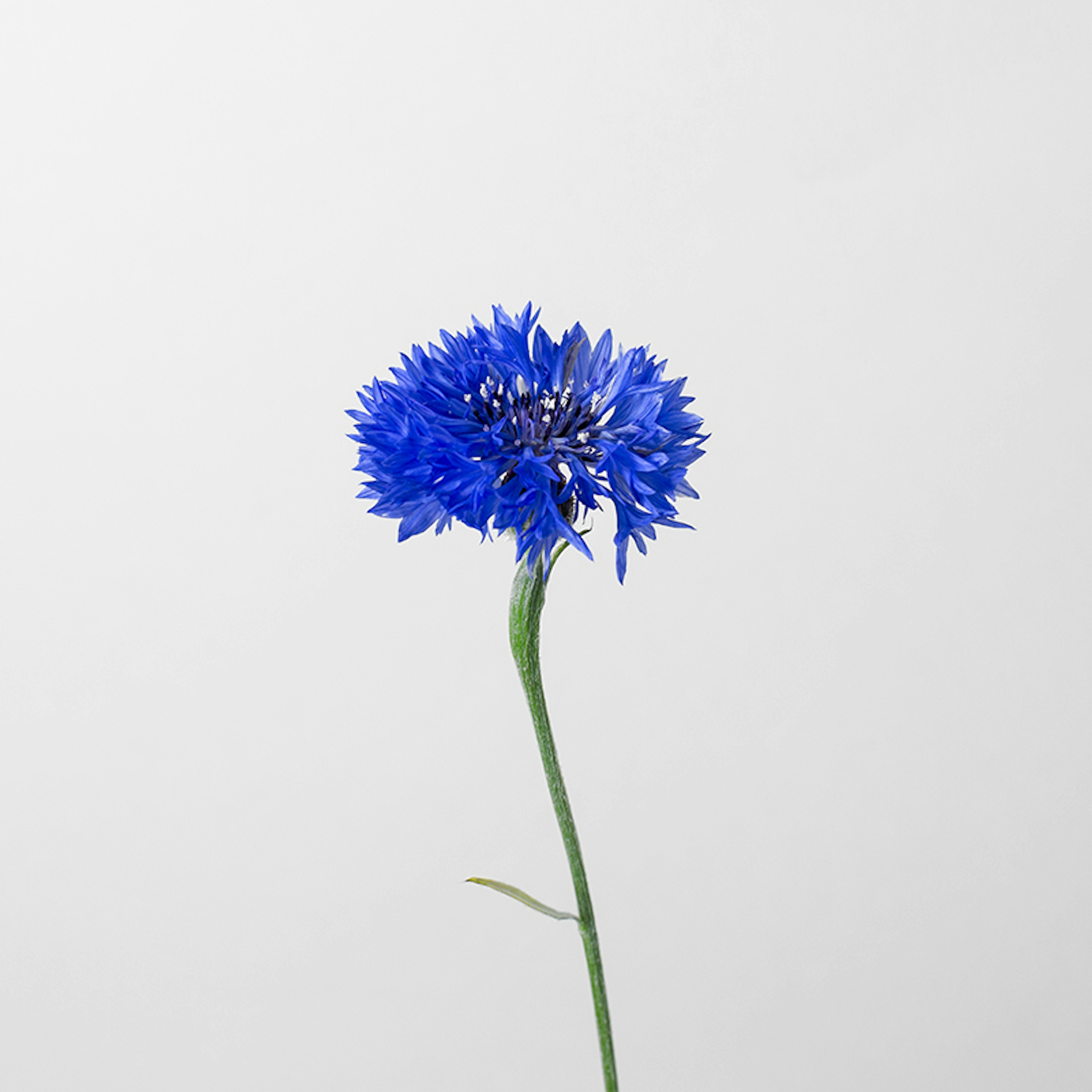Cornflower