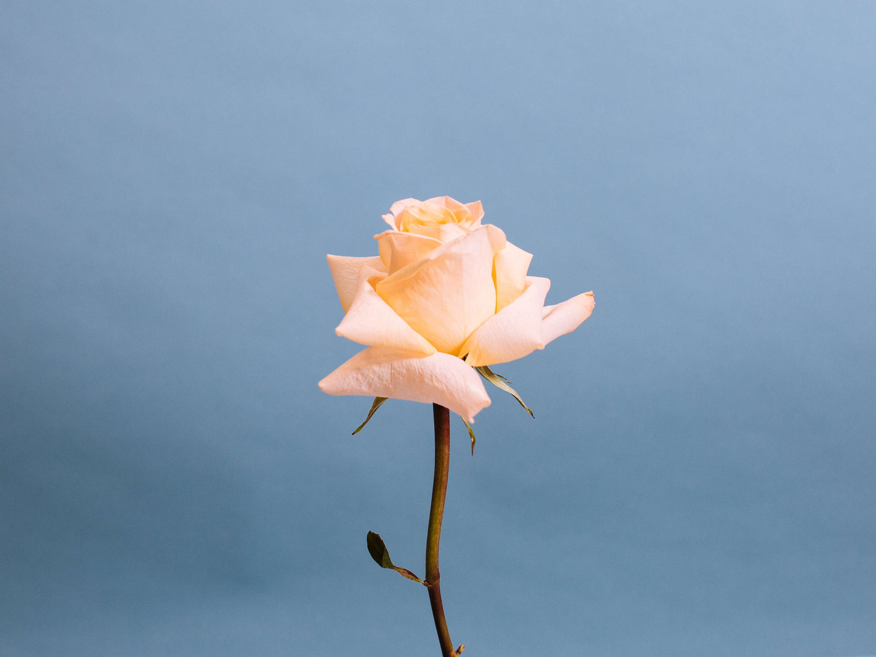 The Valentine’s Day stems saying “I Love You"