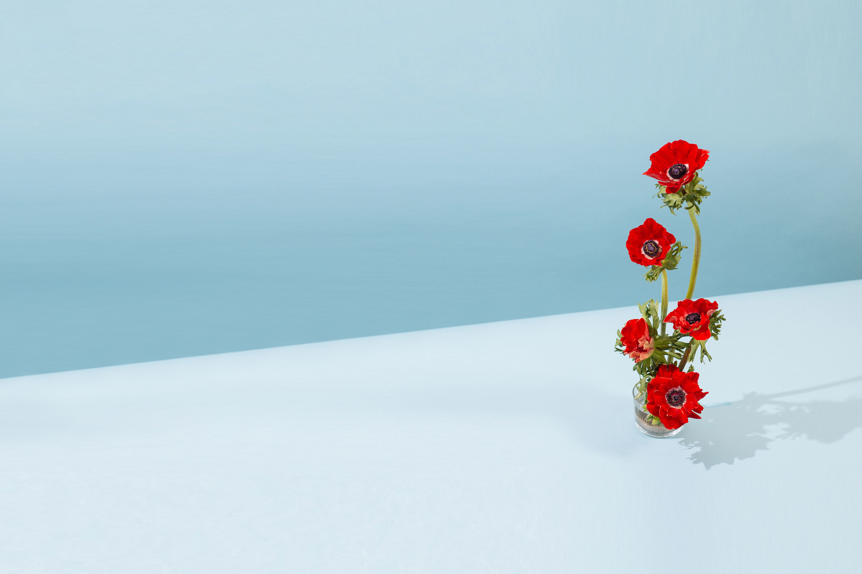 The stems our florists are sending to their Valentine’s