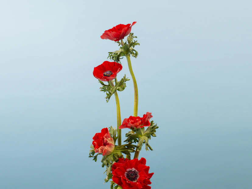 Anemone