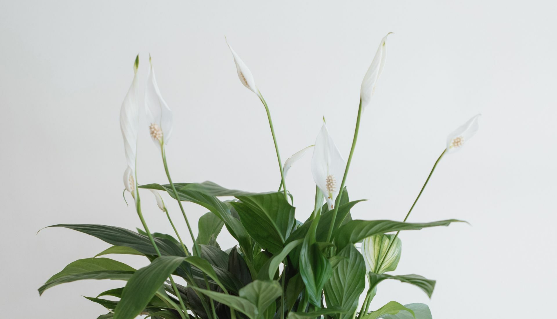 Peace Lily