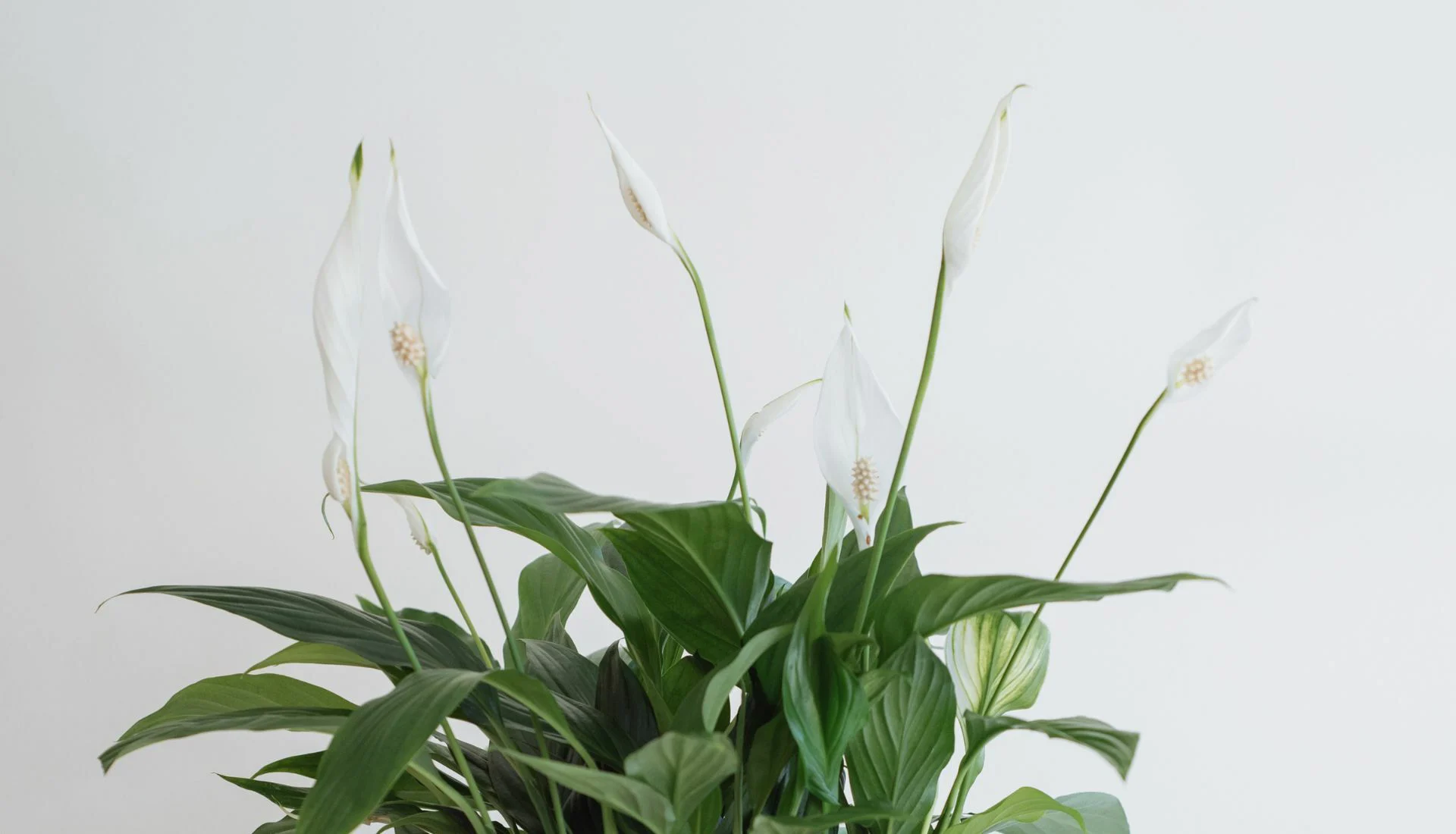 Peace Lily Delivery - Floom flower delivery