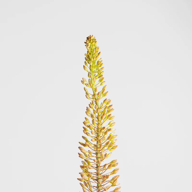 Foxtail Lily