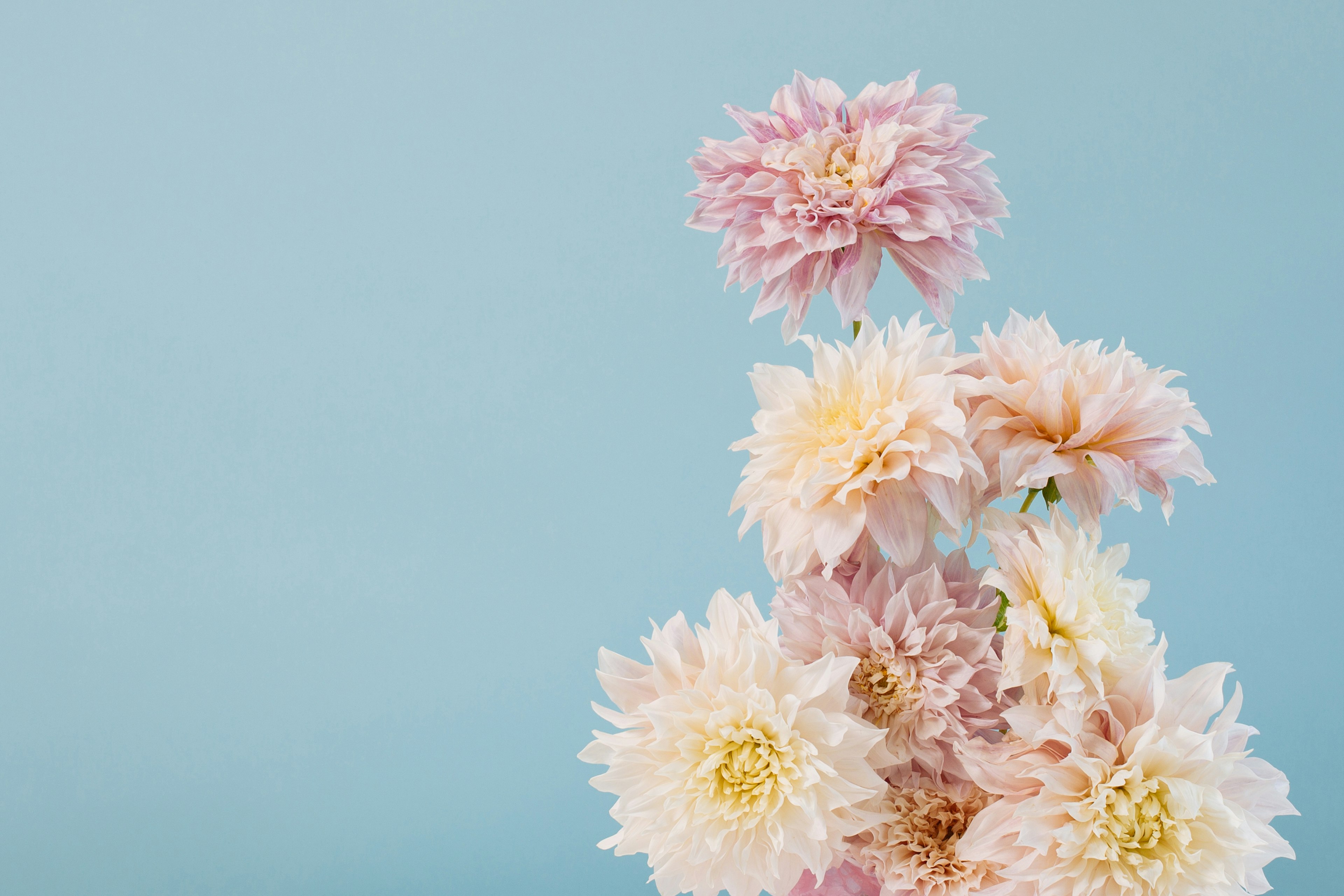 History of the Dahlia