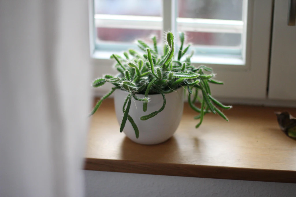 Houseplant on a windowsill