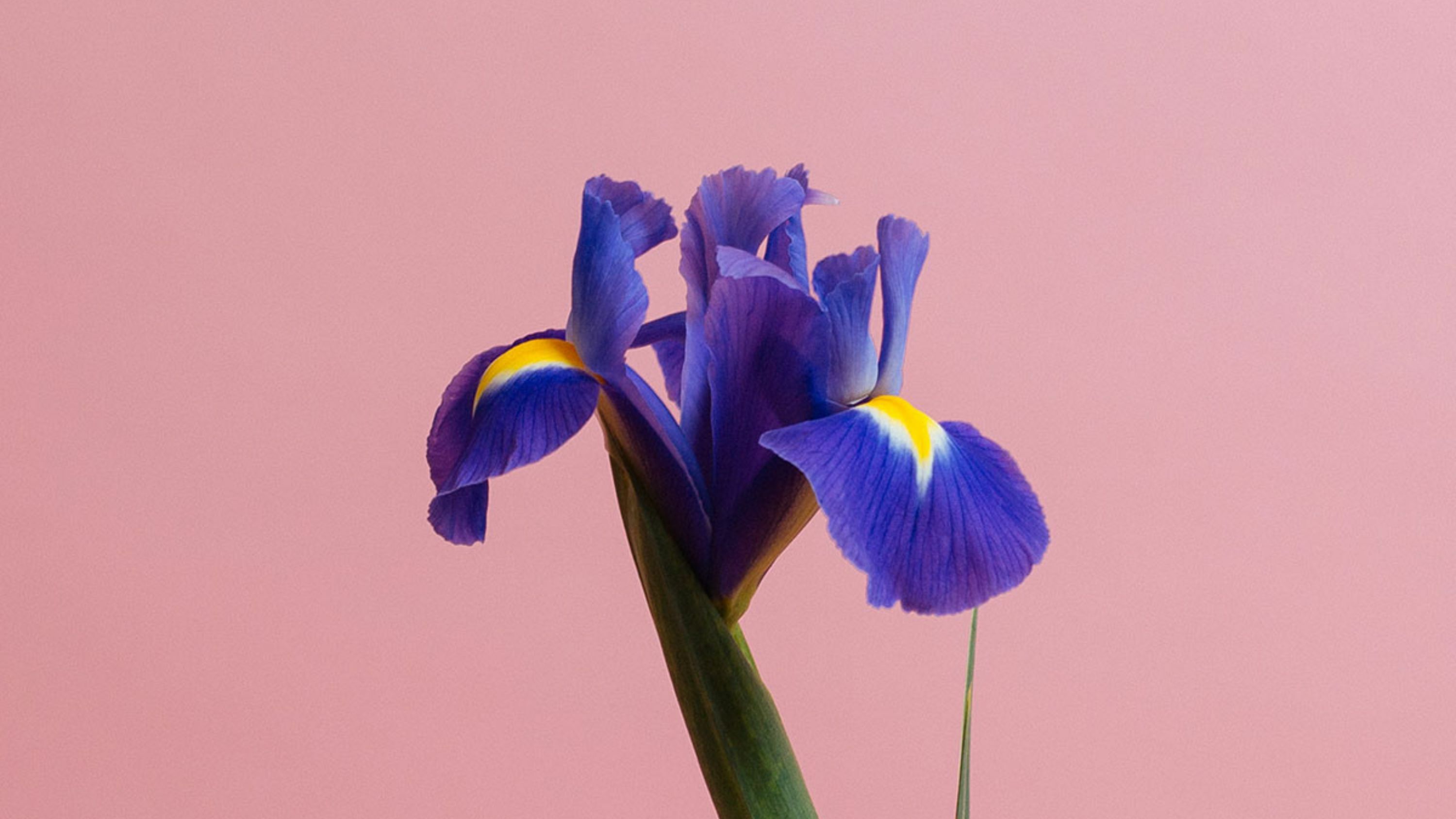 February Birth Flowers Meaning: Violet