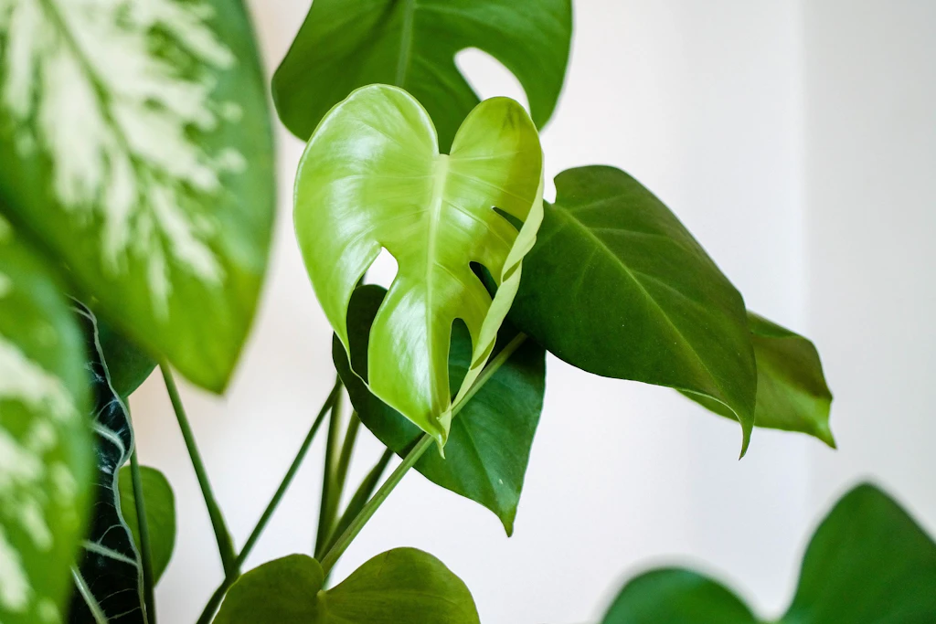 Monstera houseplant