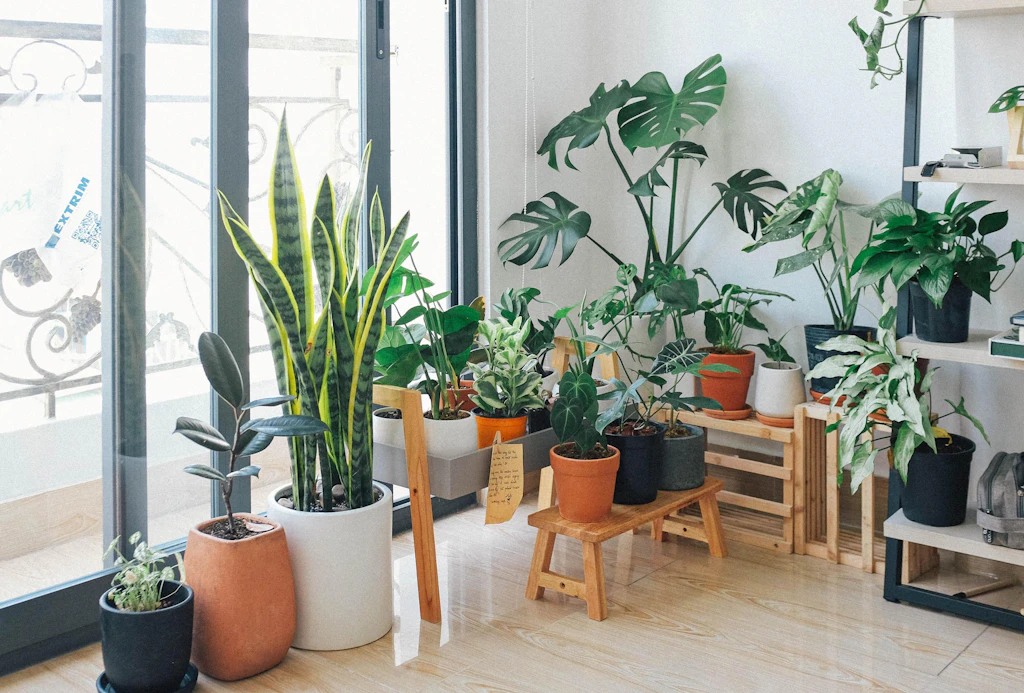 Potted houseplants