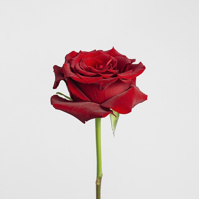 Red Roses