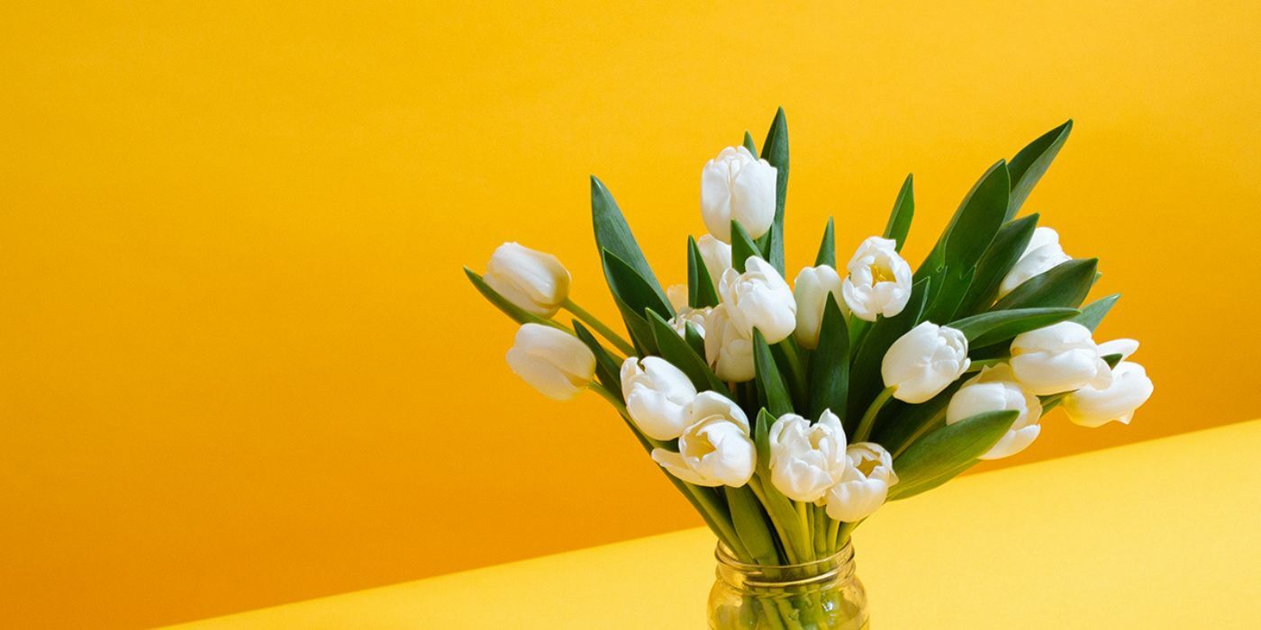 Tulip meaning and symbolism