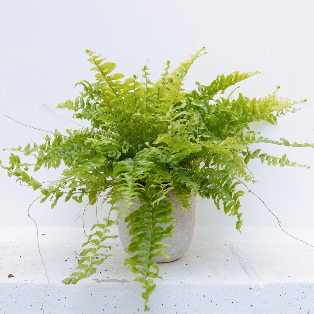 Boston fern