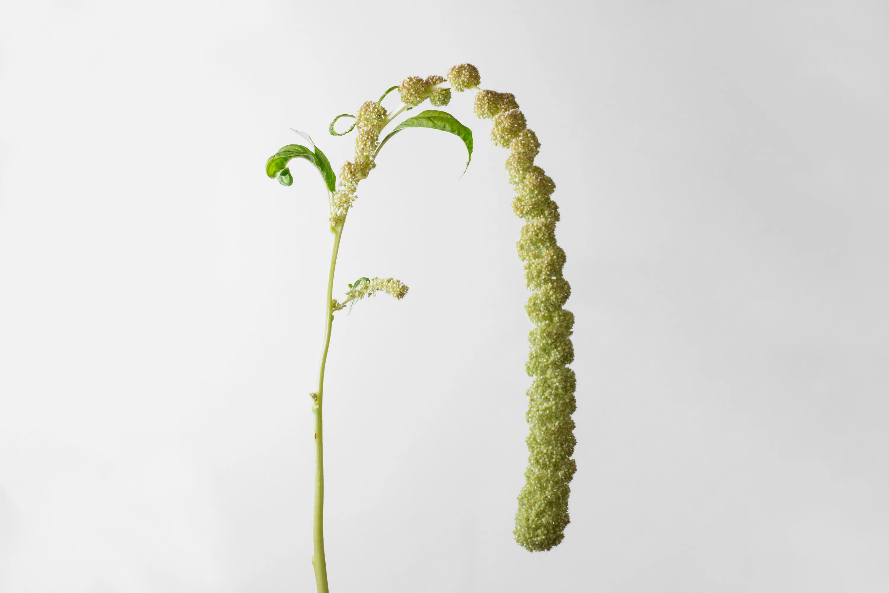 Amaranthus