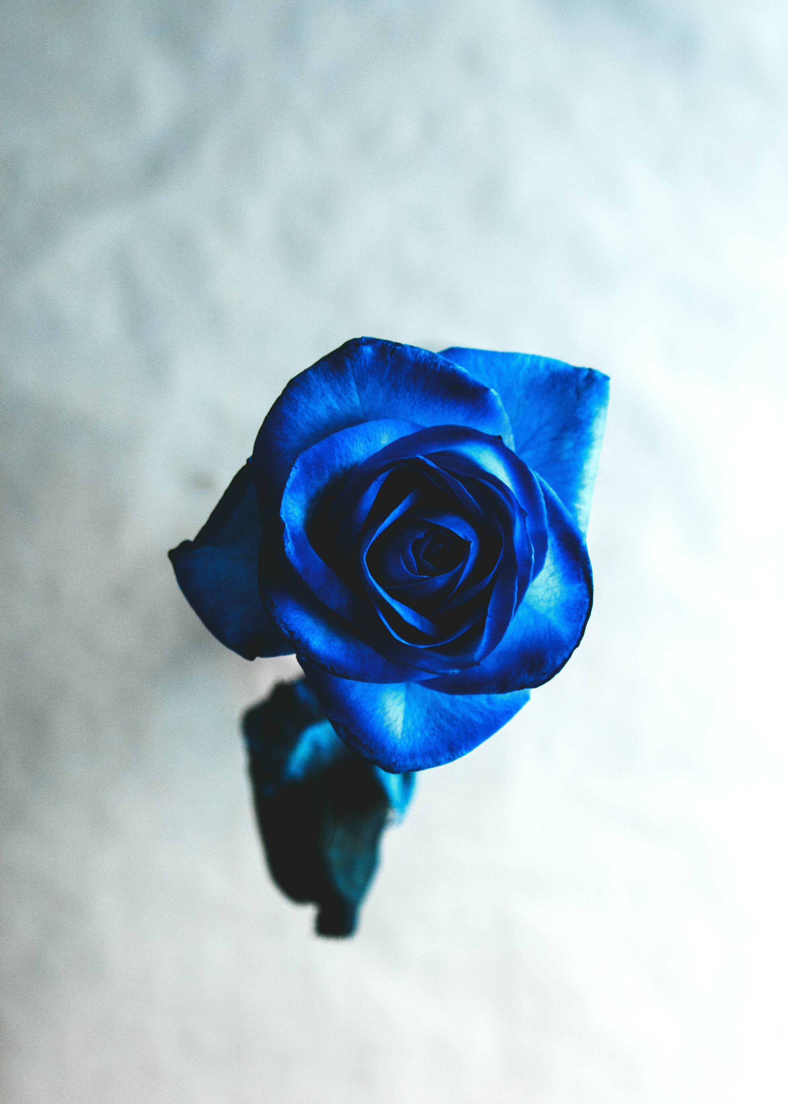 Blue Roses