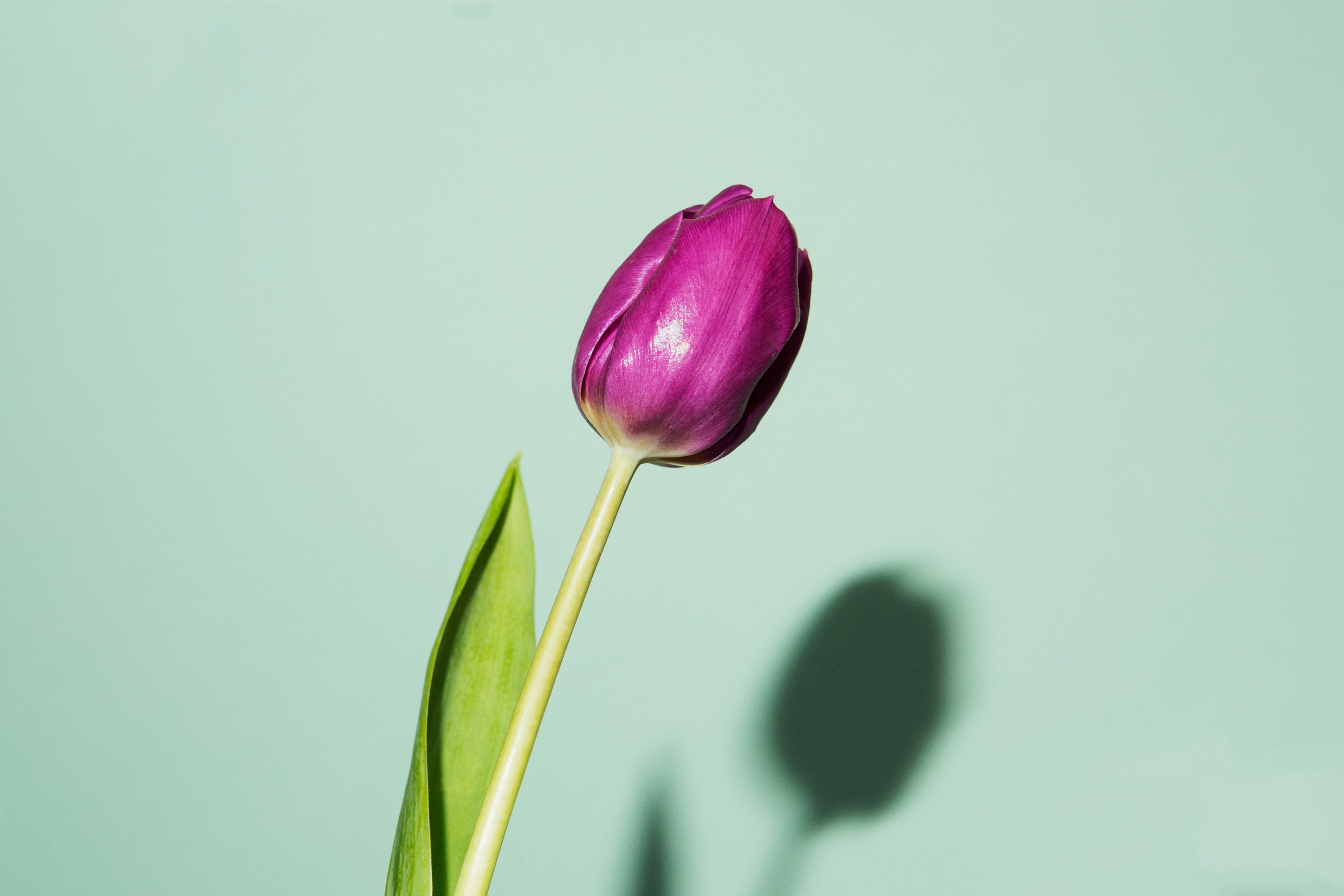 5 flowers to gift your Thanksgiving hosts