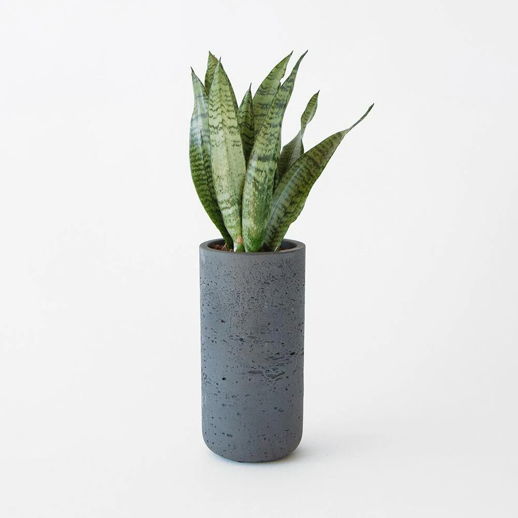 Snake plants