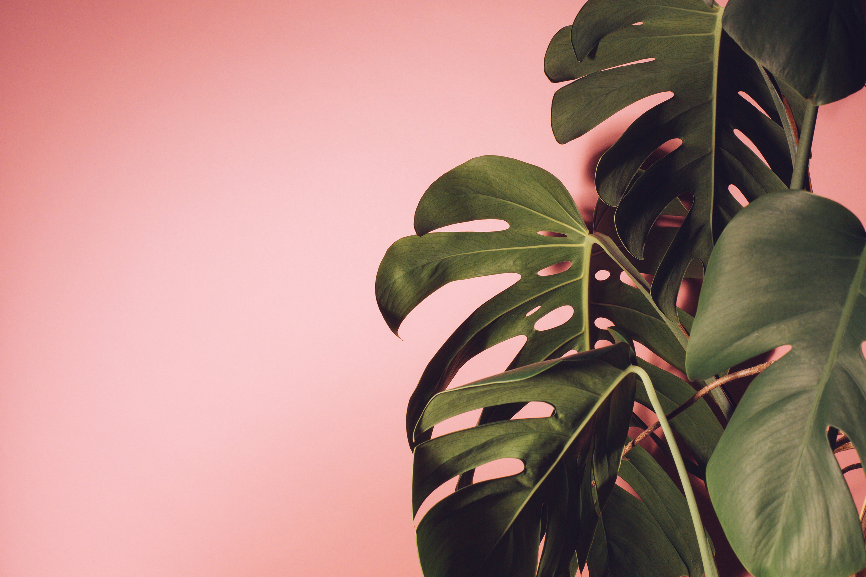 5 of the Best Botanical Podcasts