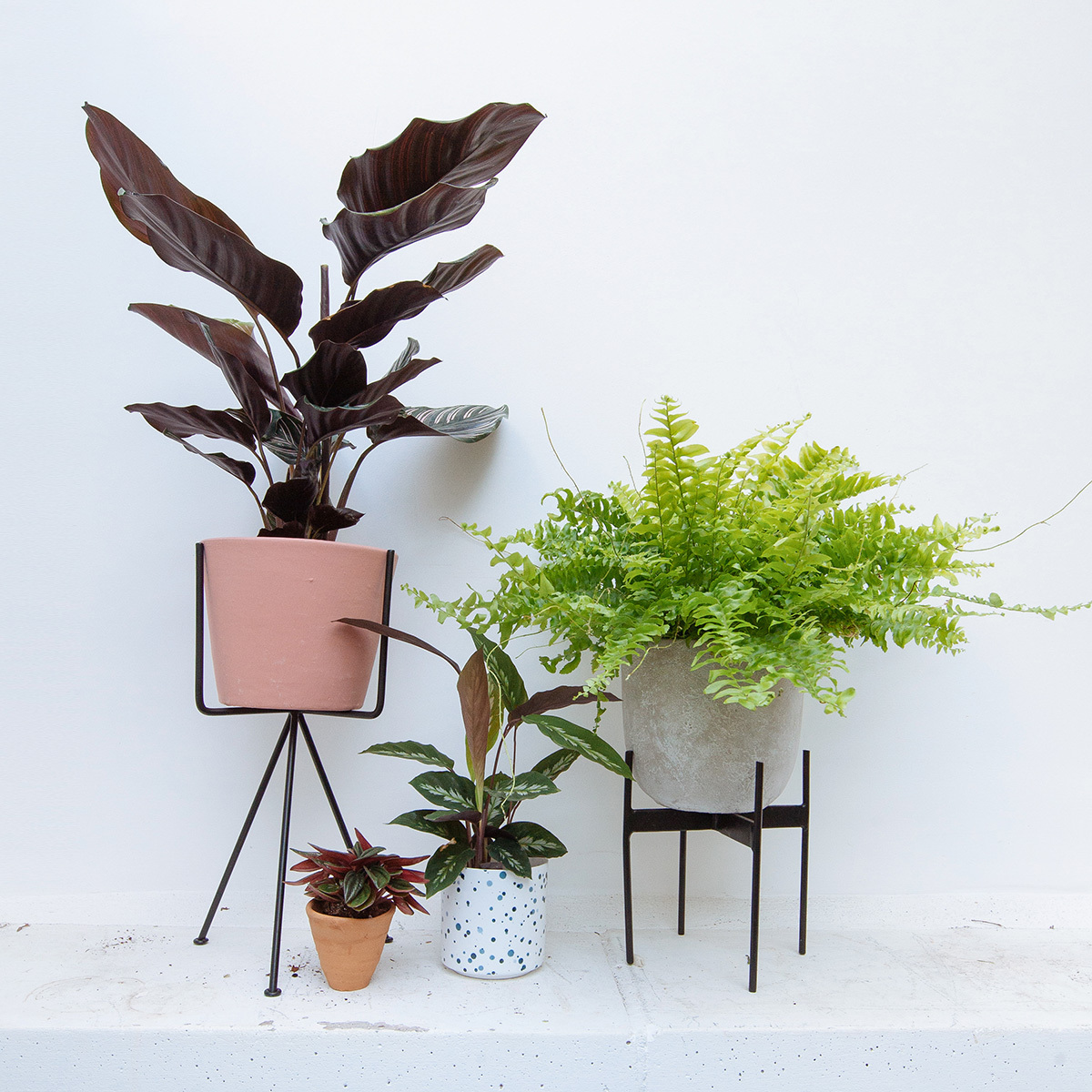 Plants for relieving stress and anxiety