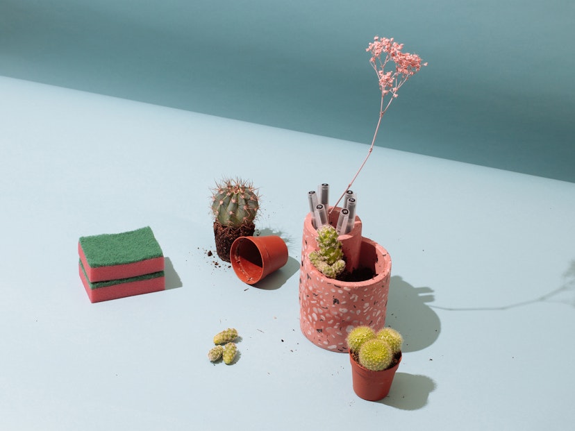 How To... Repot Your Cactus