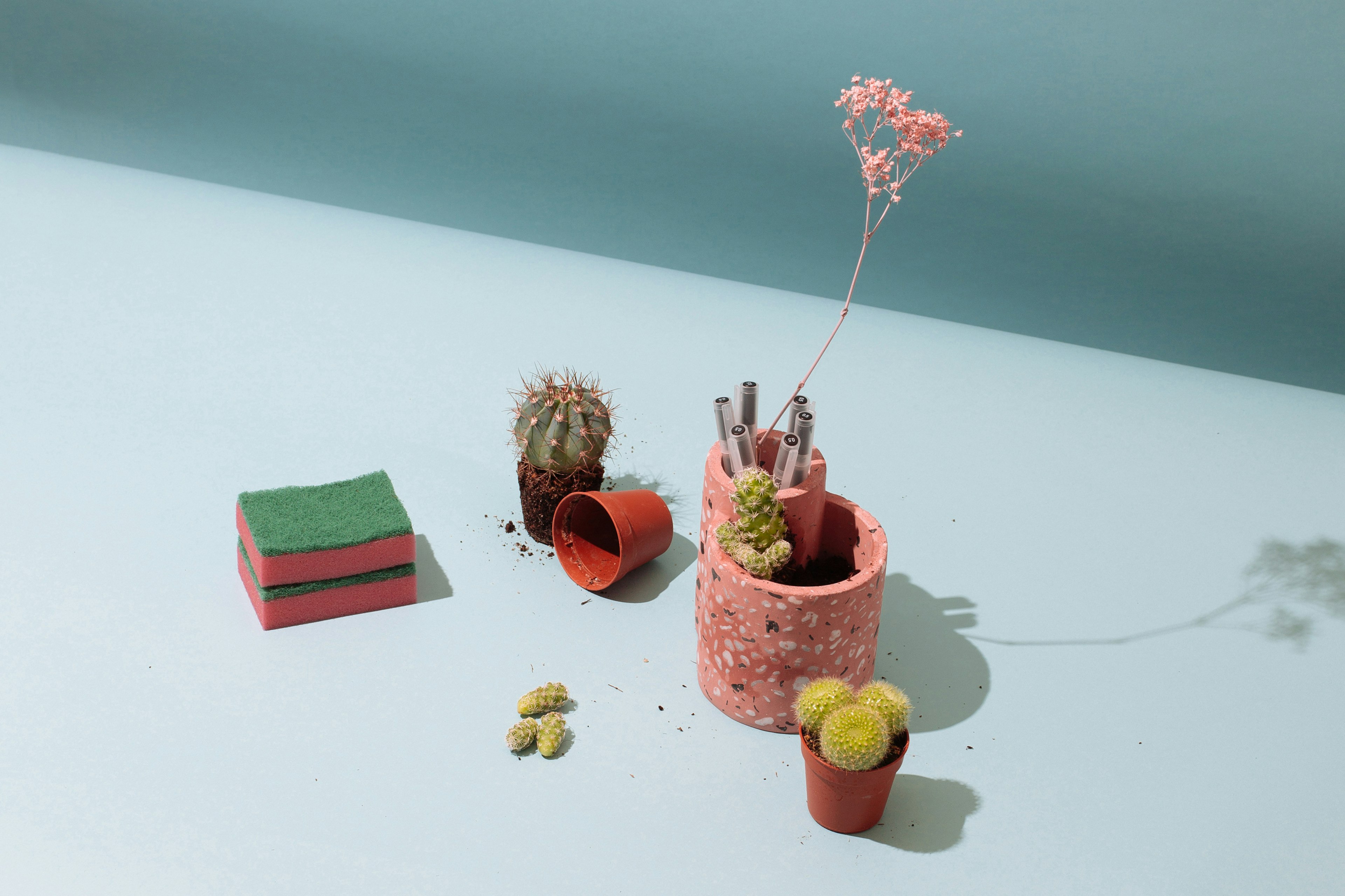 How To... Repot Your Cactus