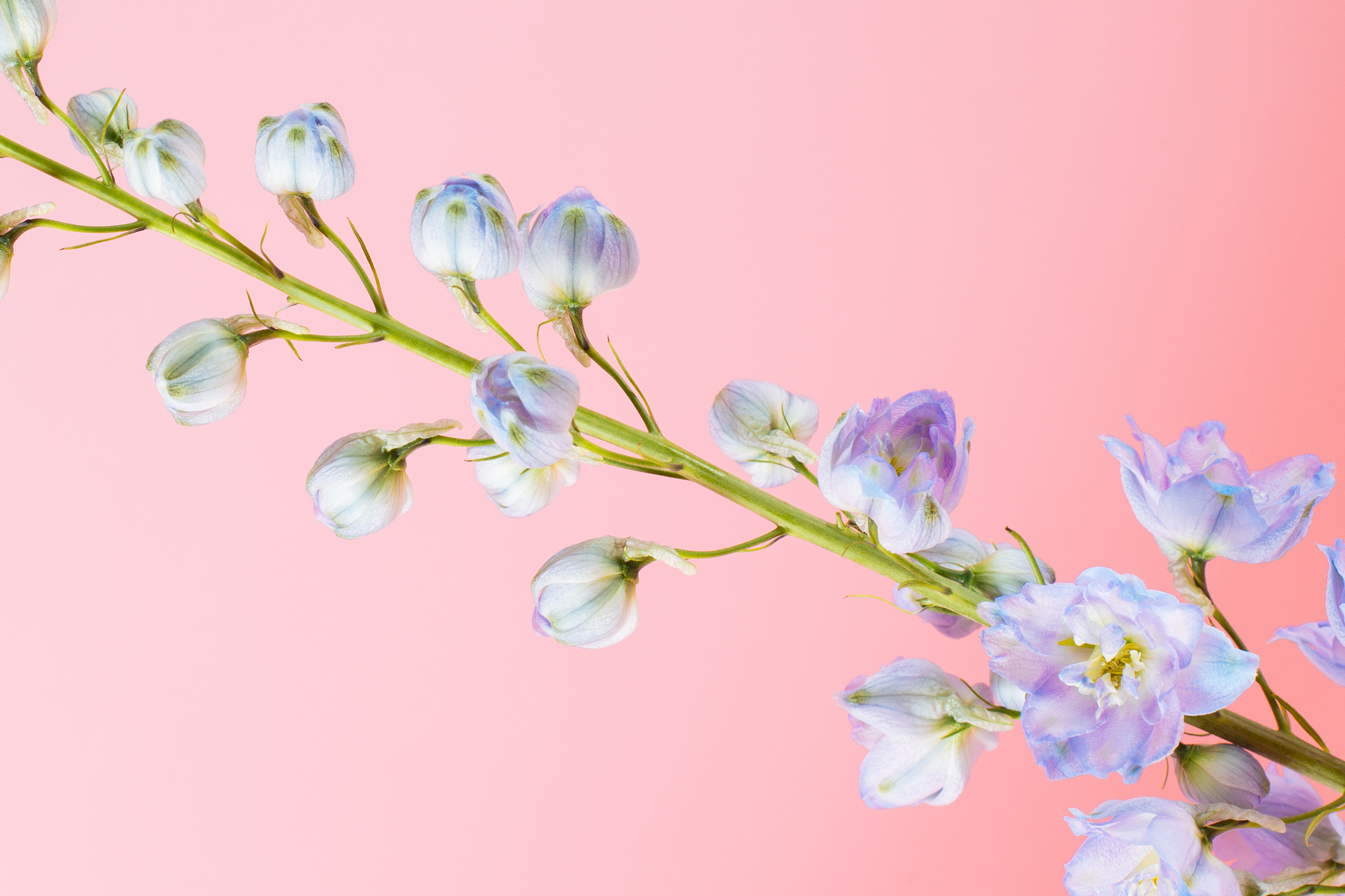 Larkspur & Delphinium