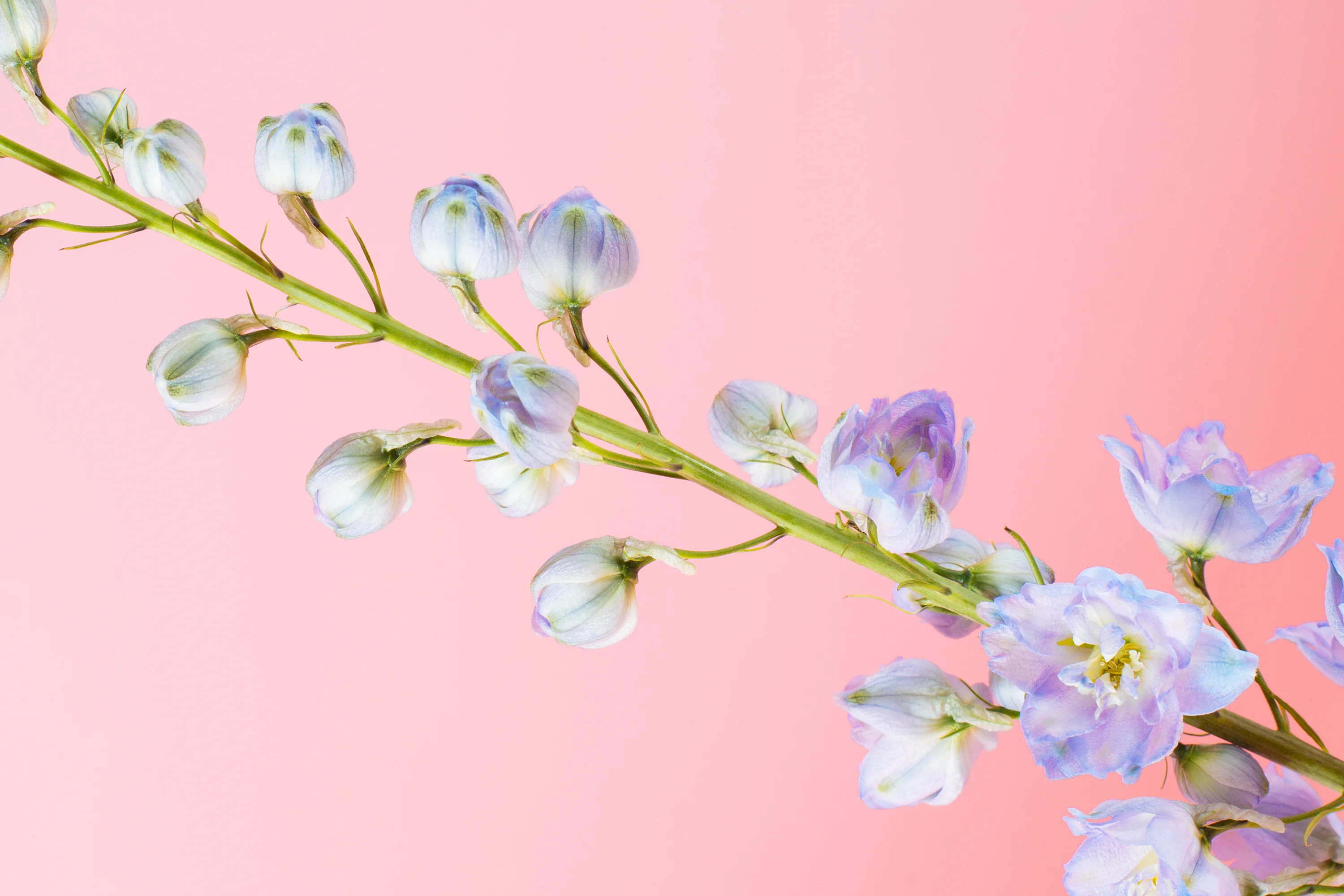 Larkspur & Delphinium