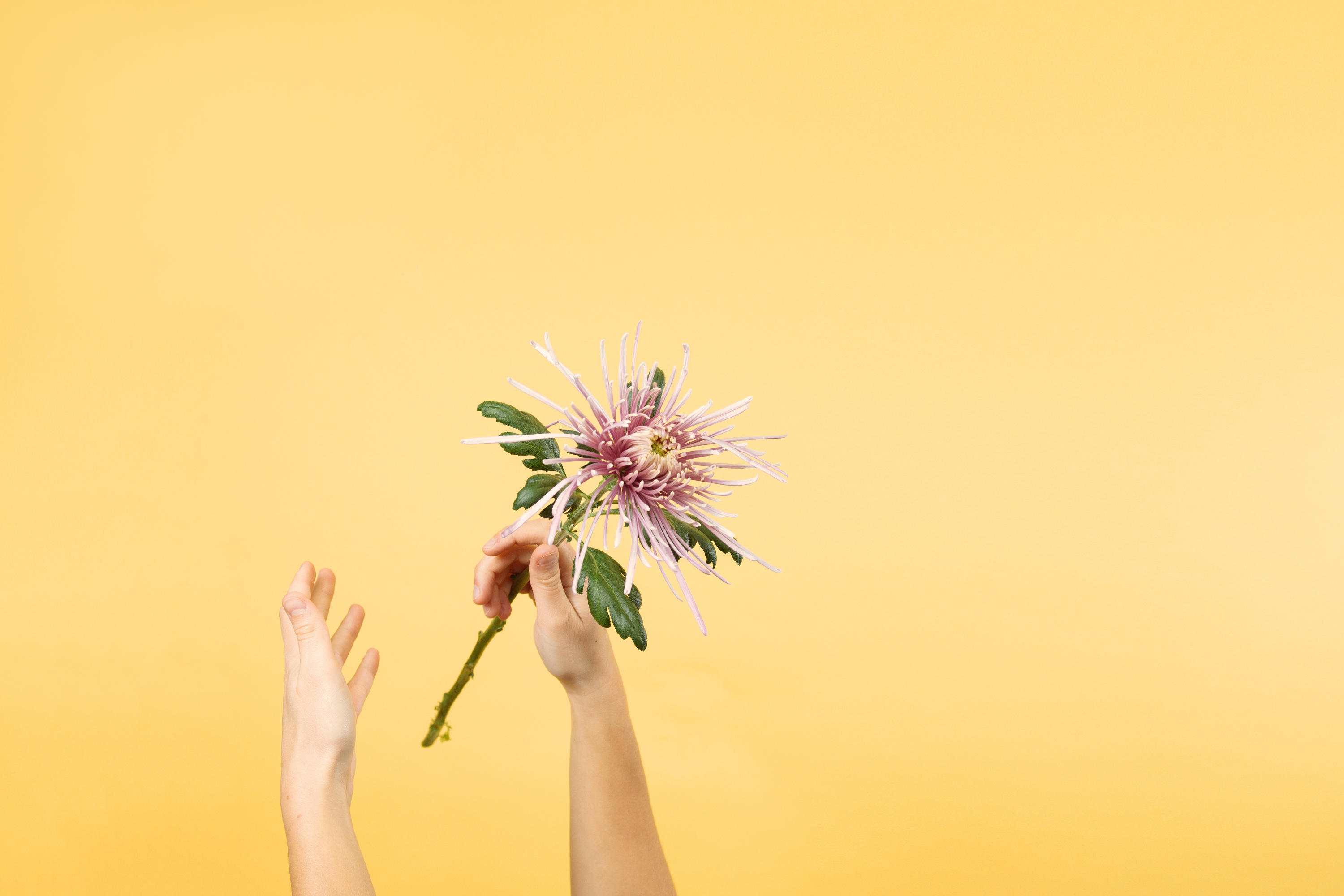 How to make your bouquet last longer
