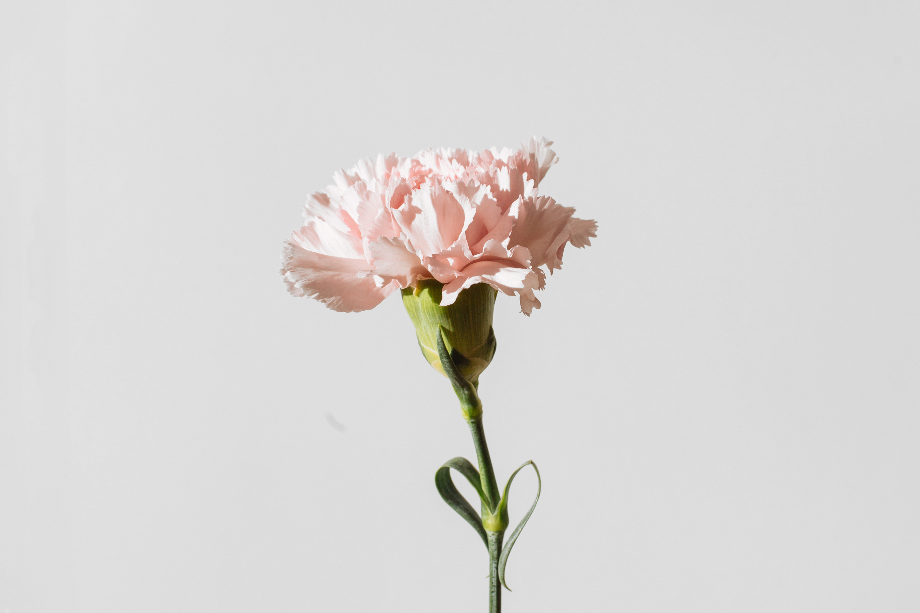 Carnation